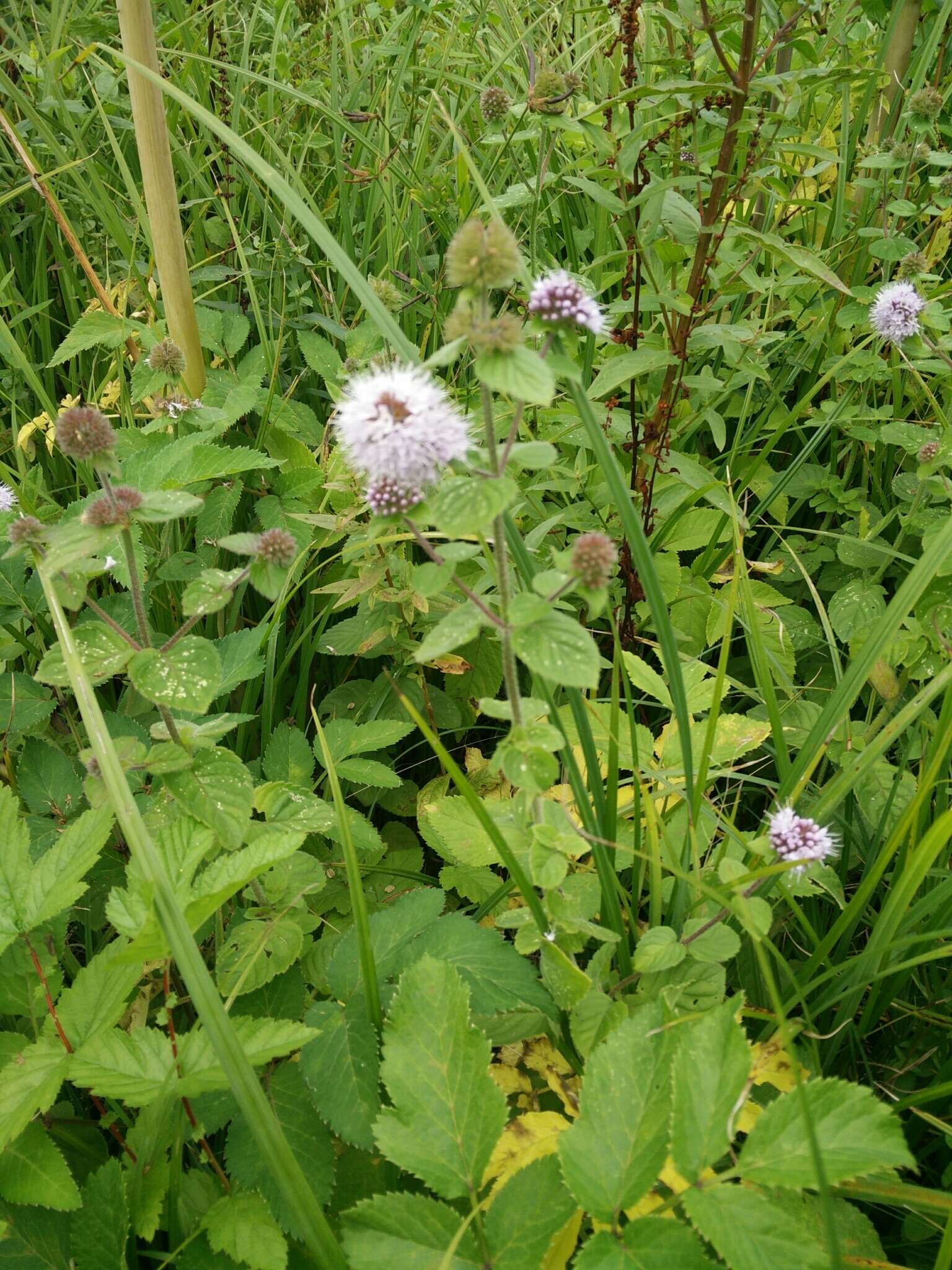 Image of Water Mint