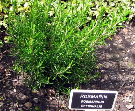 Image of Rosemary