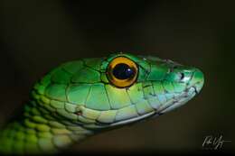 Leptophis ahaetulla praestans (Cope 1868)的圖片