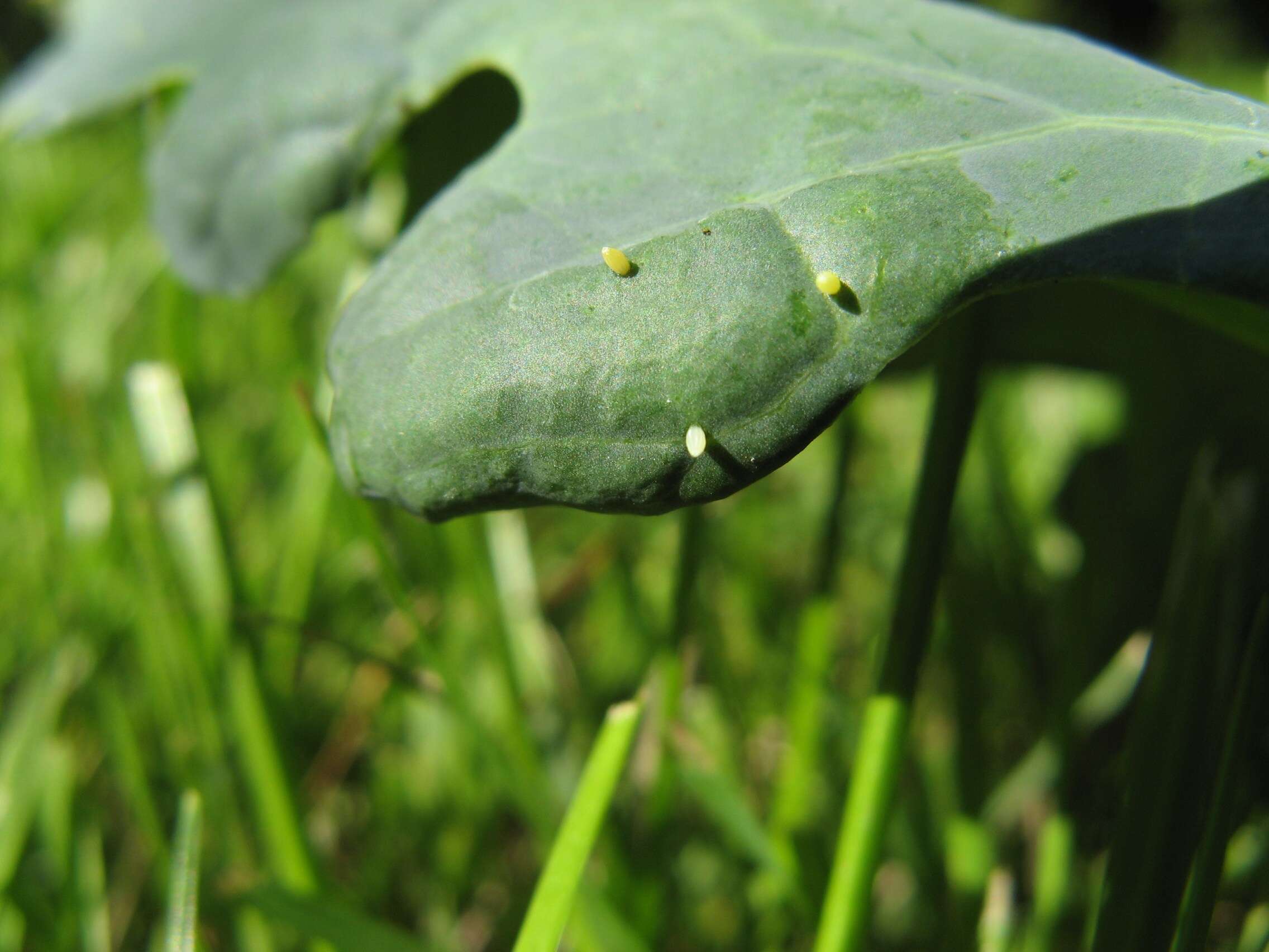 Image of small white