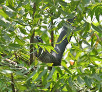 Image of Blue-faced Malkoha