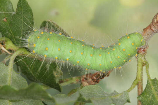 صورة Saturnia subgen. Perisomena Walker 1855