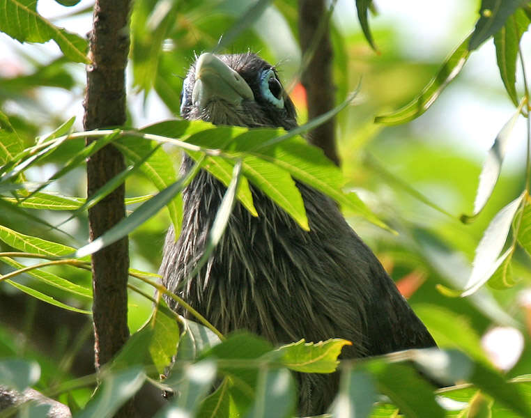 Plancia ëd Phaenicophaeus viridirostris (Jerdon 1840)