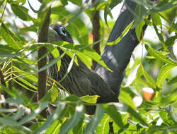 Image of Blue-faced Malkoha