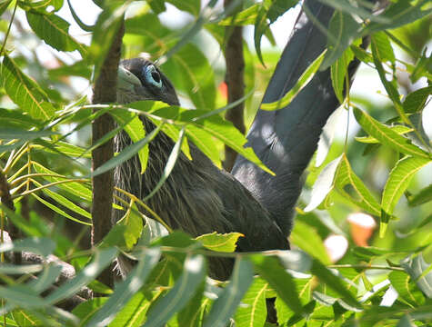 Plancia ëd Phaenicophaeus viridirostris (Jerdon 1840)