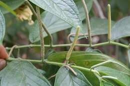 Image of Jamaican pepper