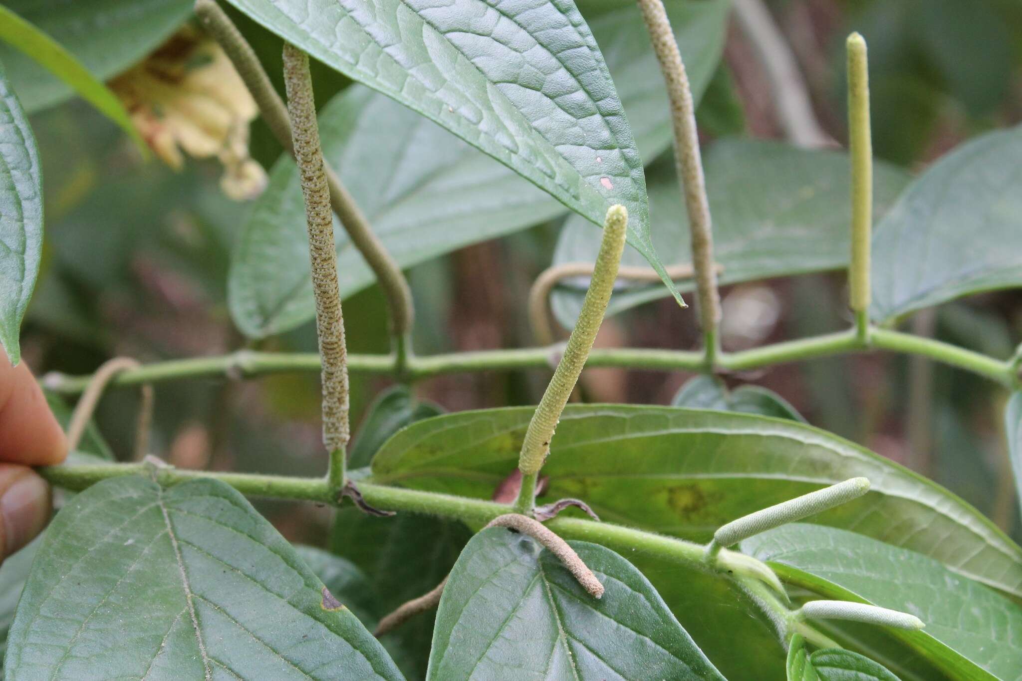 Image of Jamaican pepper