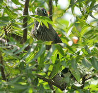 Image of Blue-faced Malkoha