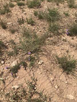 Image de Muhlenbergia paniculata (Nutt.) P. M. Peterson