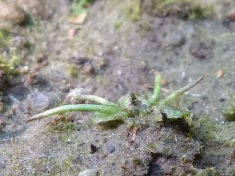 Image of Macoun's hornwort