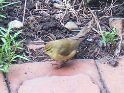 Image of Common Chiffchaff