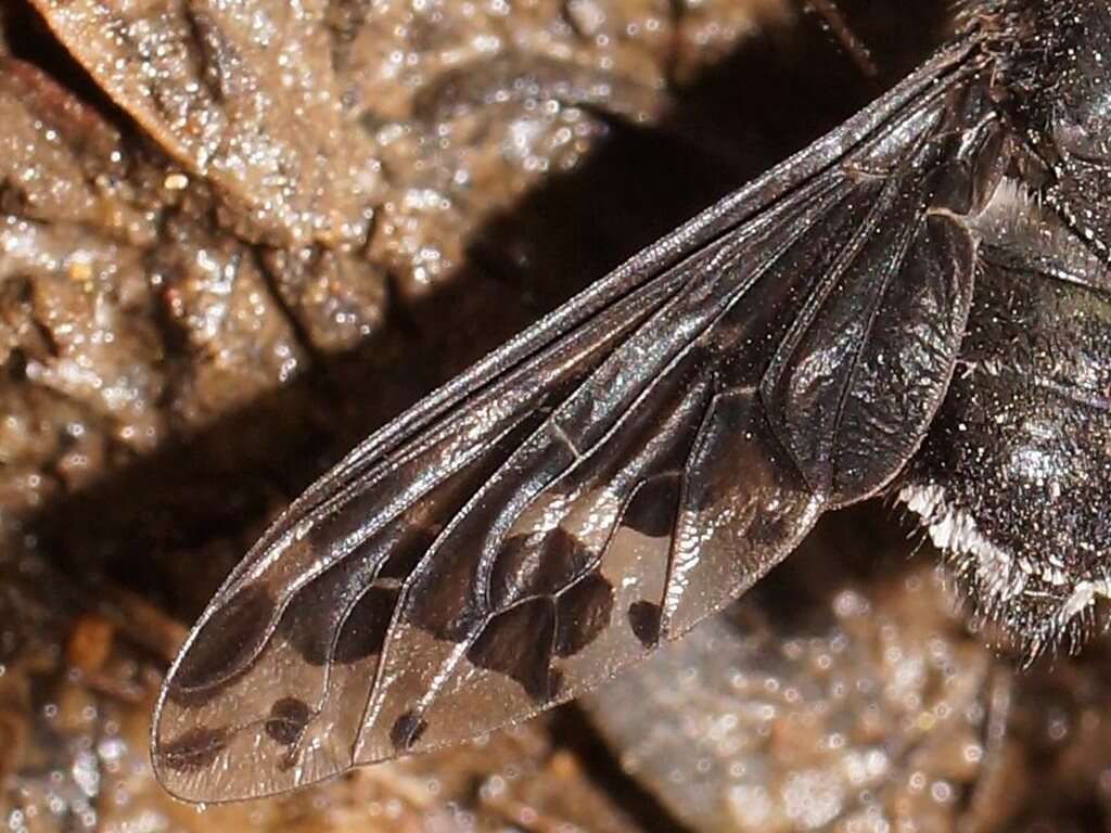 Image of Anthrax maculata Macquart 1846