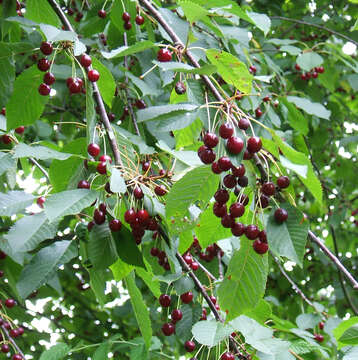 Image of gean, wild cherry