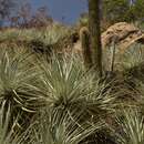 Image of Puya coerulea var. coerulea