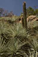 Image of Puya coerulea var. coerulea