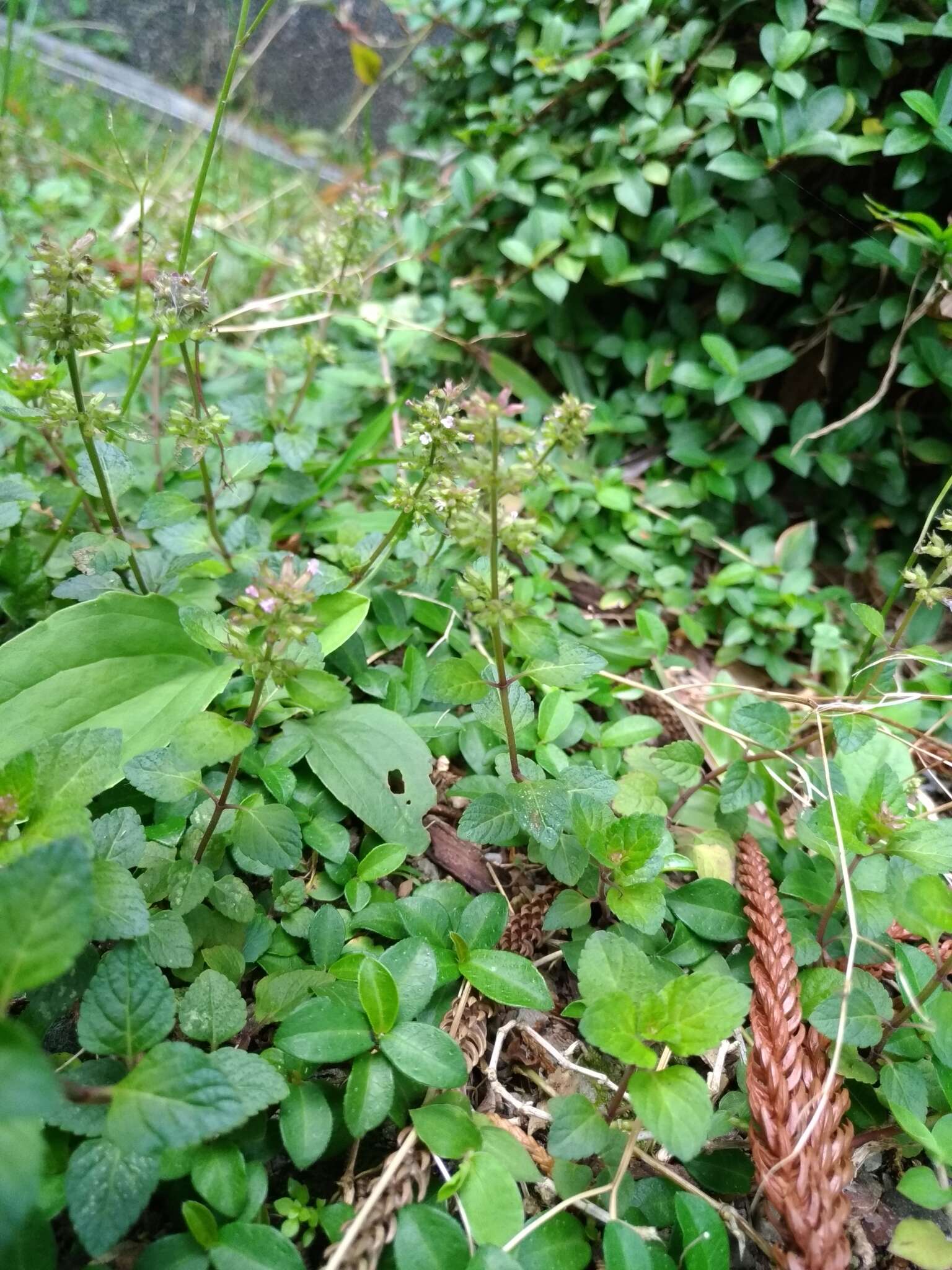 Image de Clinopodium gracile (Benth.) Kuntze