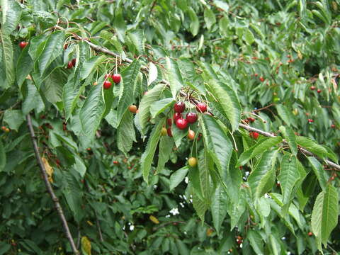 Image of gean, wild cherry