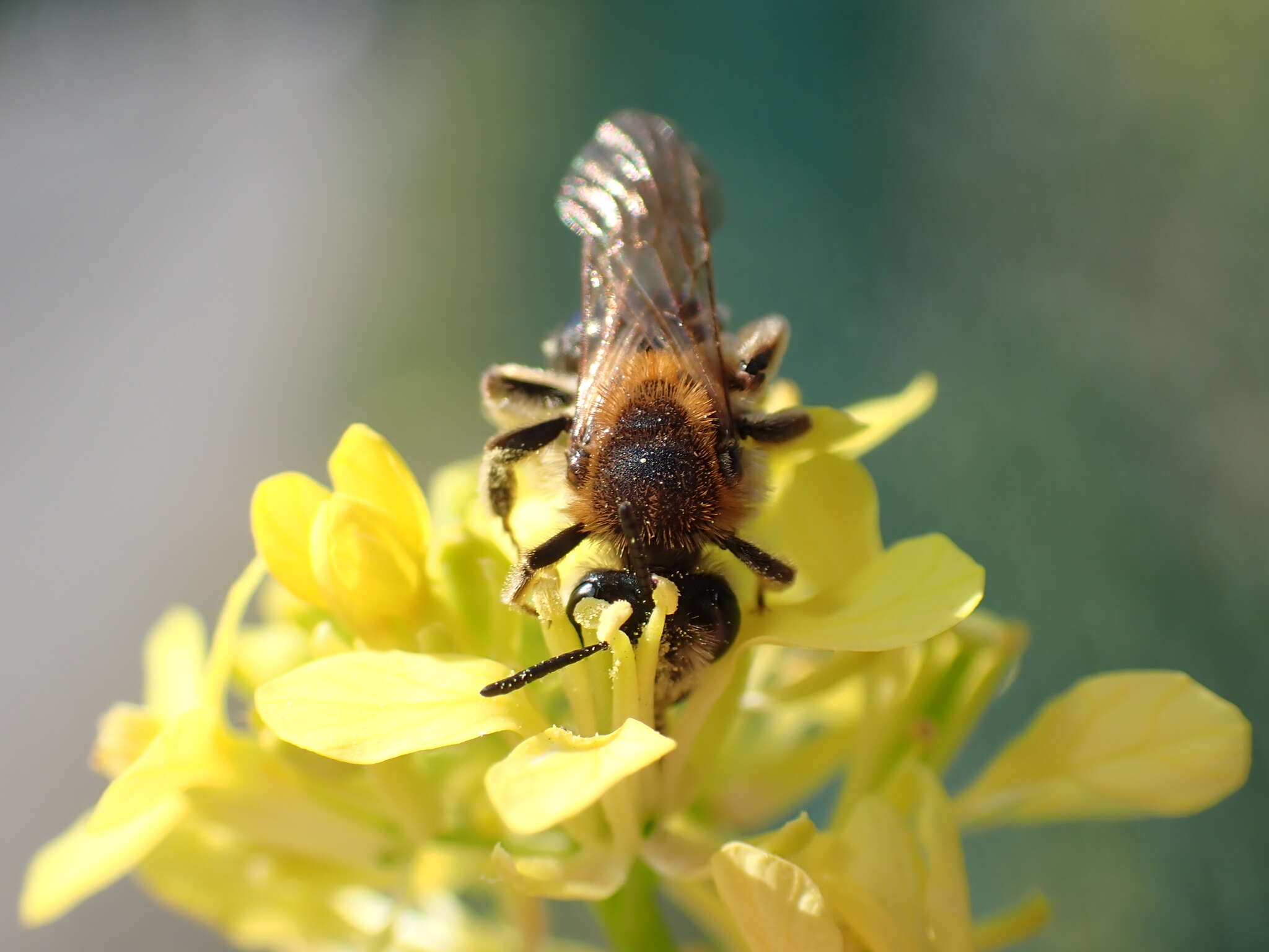 Imagem de Andrena dorsata (Kirby 1802)