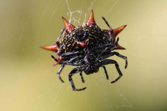 Image of Spinybacked Orbweaver