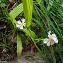 Eleutherine bulbosa (Mill.) Urb. resmi