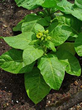 Image of Aztec tobacco