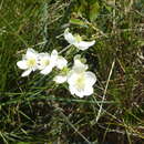 Слика од Thalictrum tuberosum L.