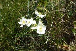 Imagem de Thalictrum tuberosum L.