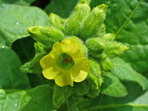 Image of Aztec tobacco