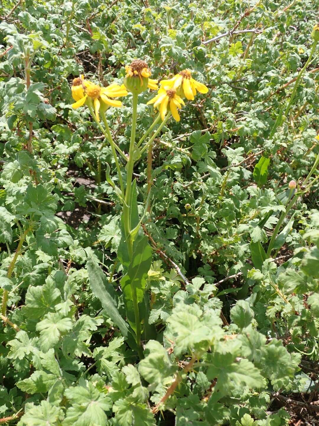 Image of Thick-Leaf Ragwort