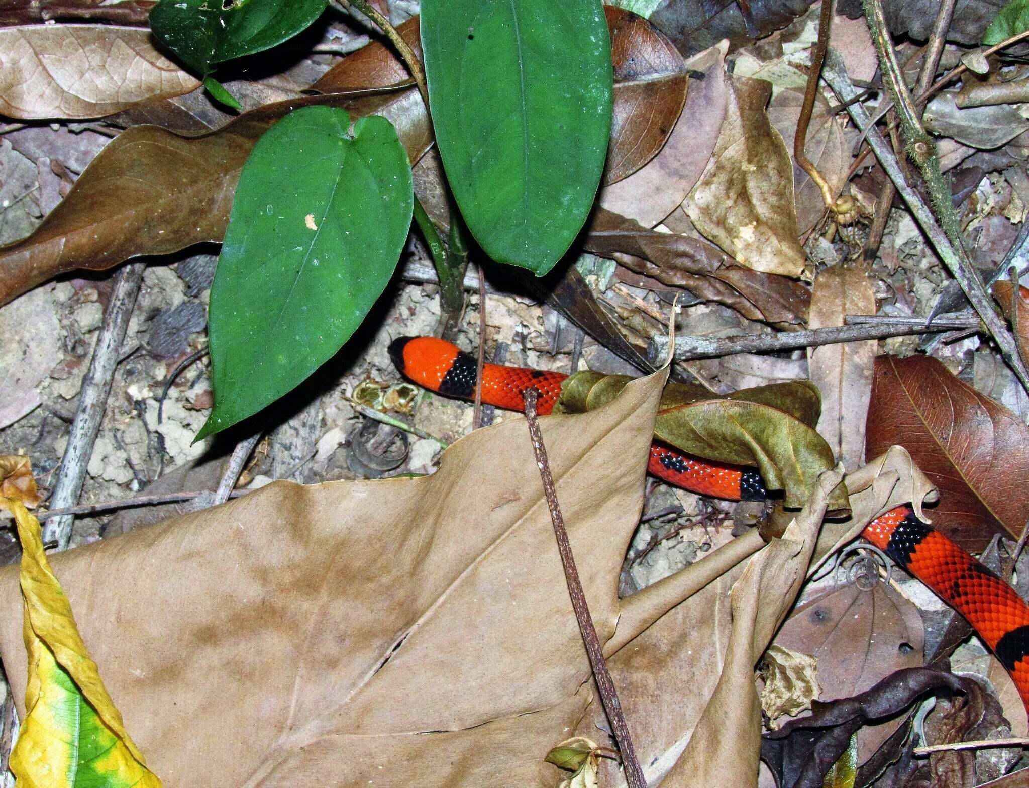 Image of Black-banded Coral Snake