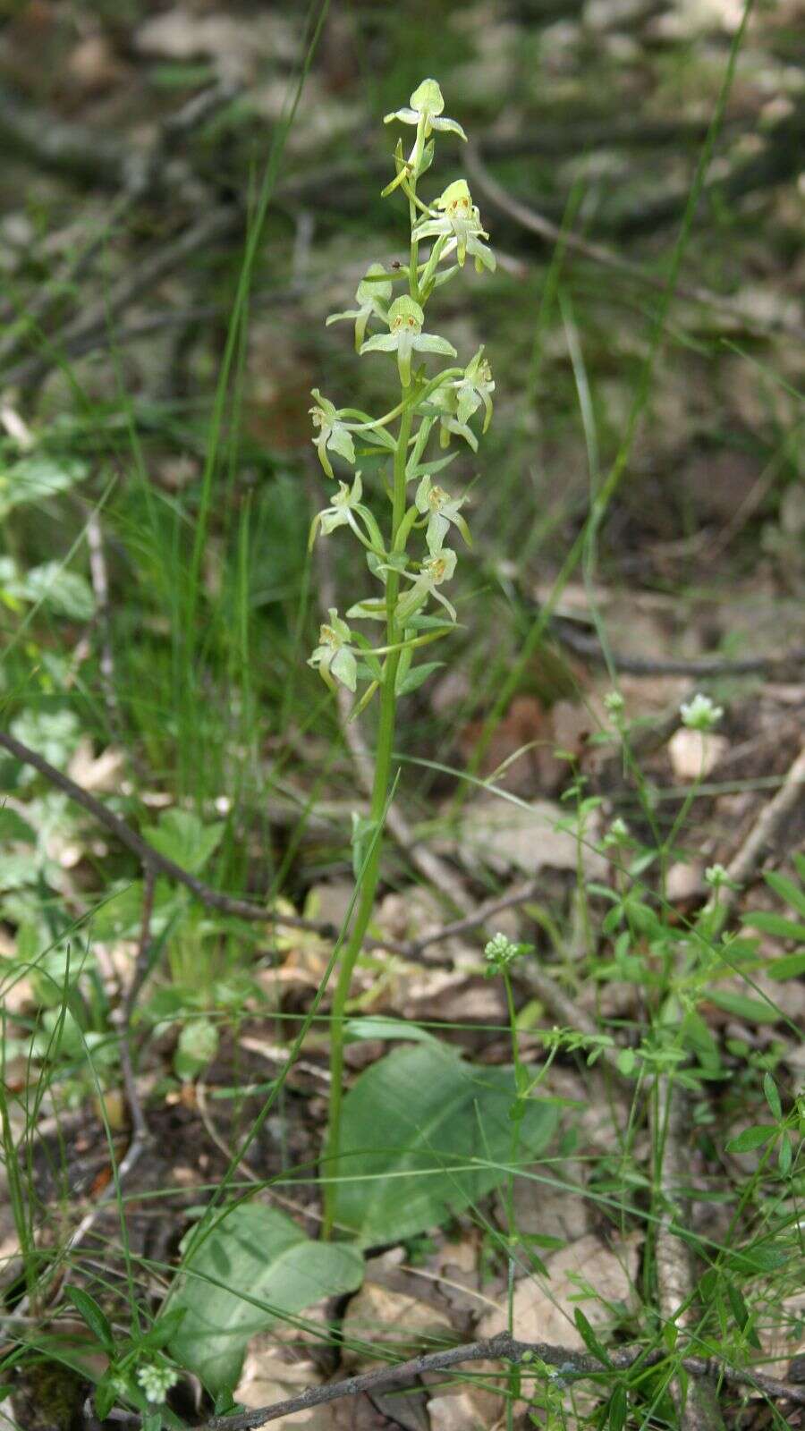 Слика од Platanthera chlorantha (Custer) Rchb.