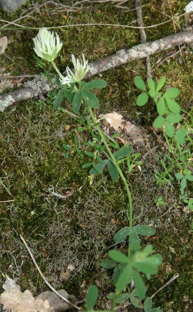 Plancia ëd Trifolium pannonicum Jacq.