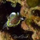 Image of fried egg nudibranch