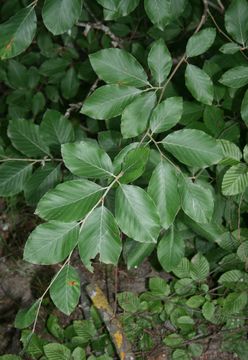 Image of Oriental Beech