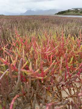 Image of Salicornia meyeriana Moss