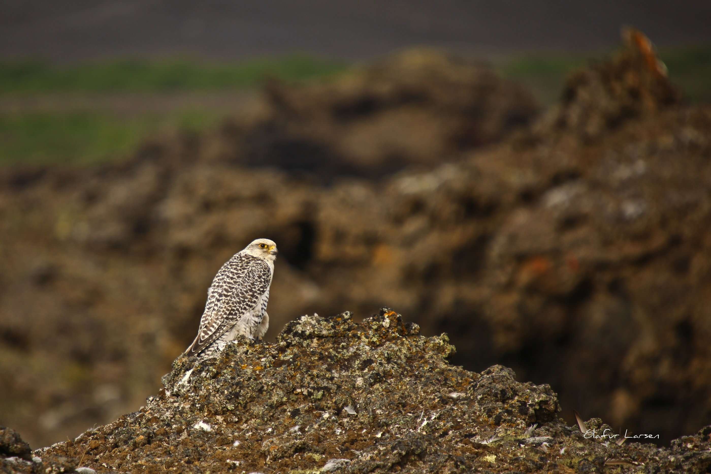 Image of Gyr Falcon