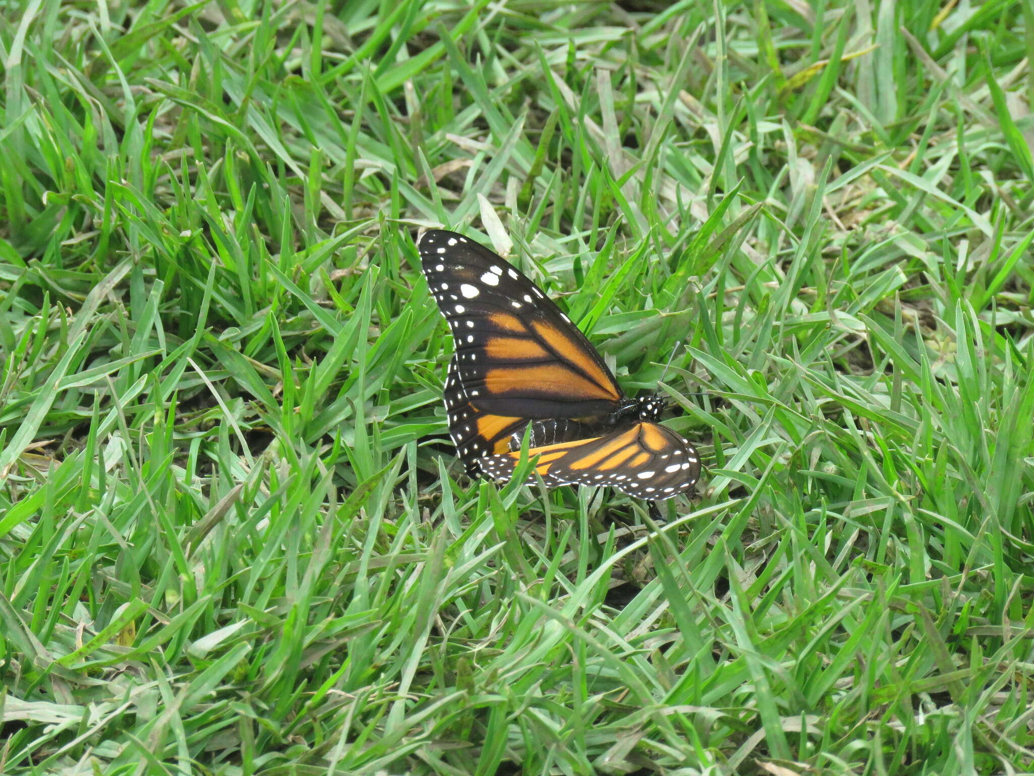 Sivun Danaus plexippus megalippe Hübner 1826 kuva