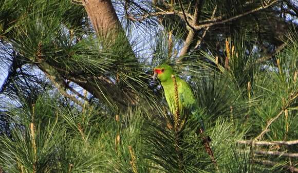 Image of Slender-billed Conure