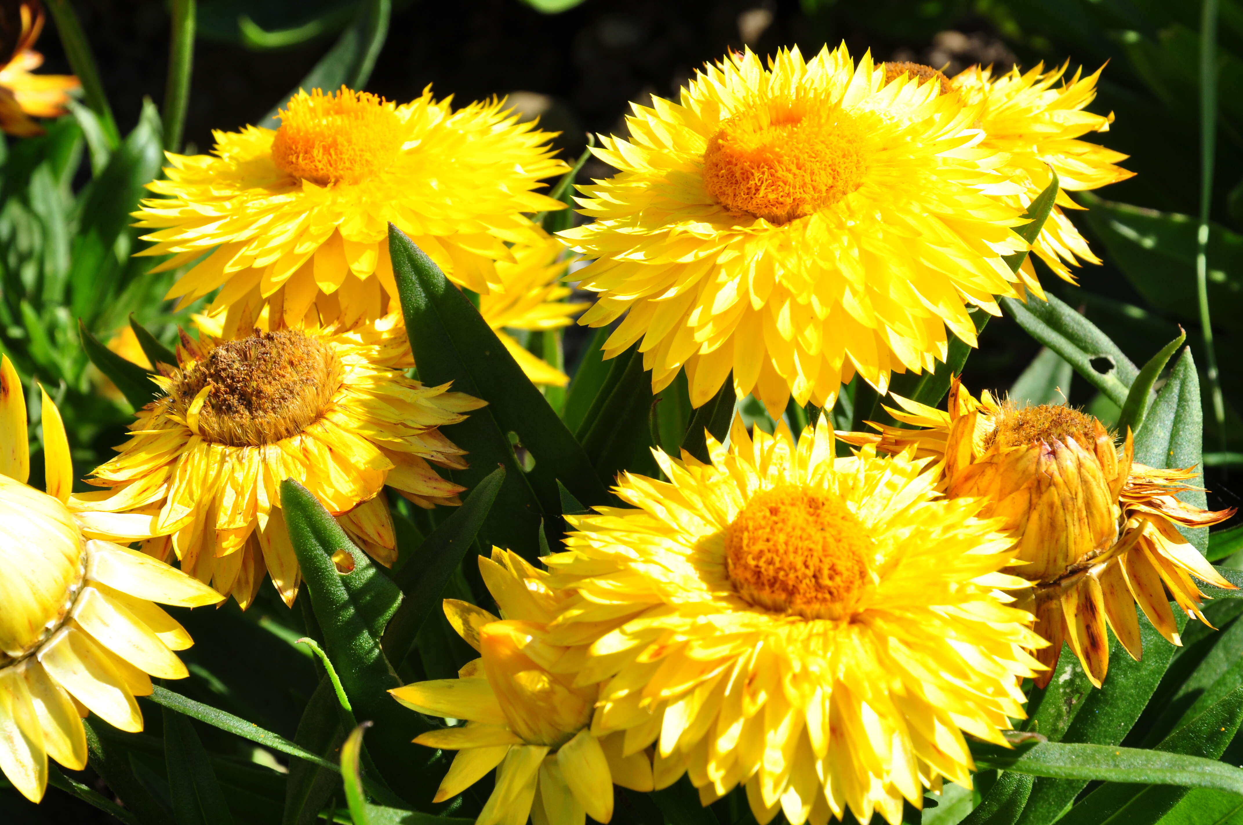 Image of bracted strawflower