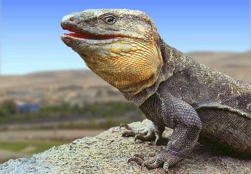 Image of Gallot's lizards