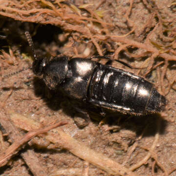 Image of Aleochara (Aleochara) lata Gravenhorst 1802