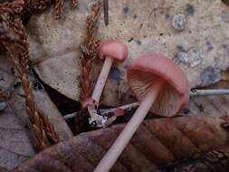 Image of Entoloma subrubineum (Largent & B. L. Thomps.) Noordel. & Co-David 2009