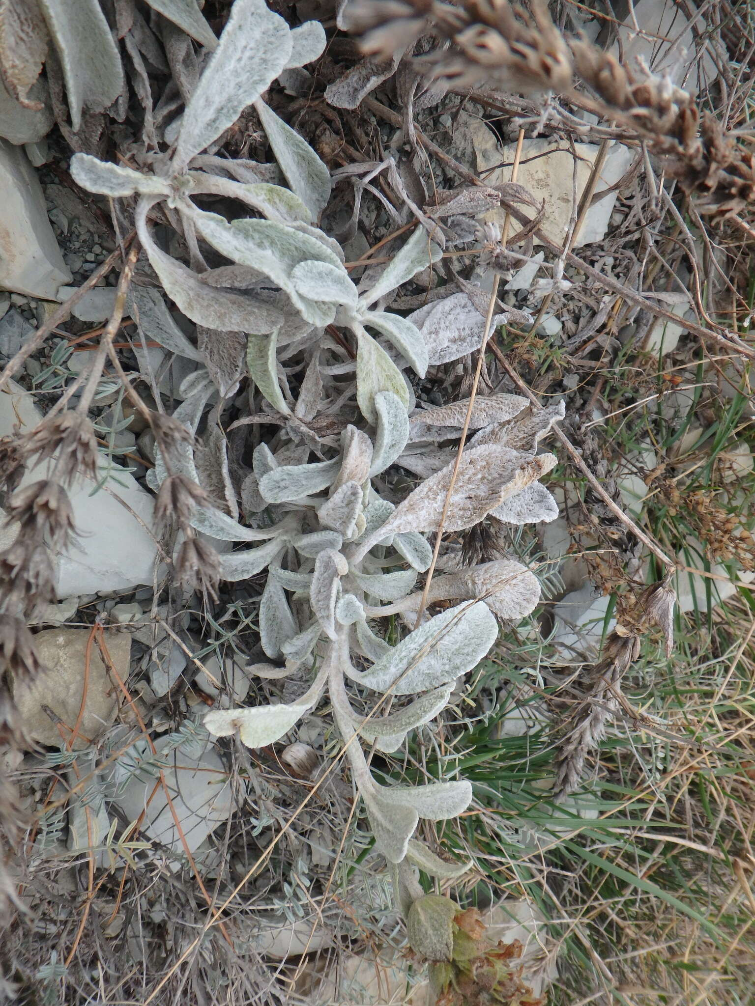 Слика од Sideritis euxina Juz.