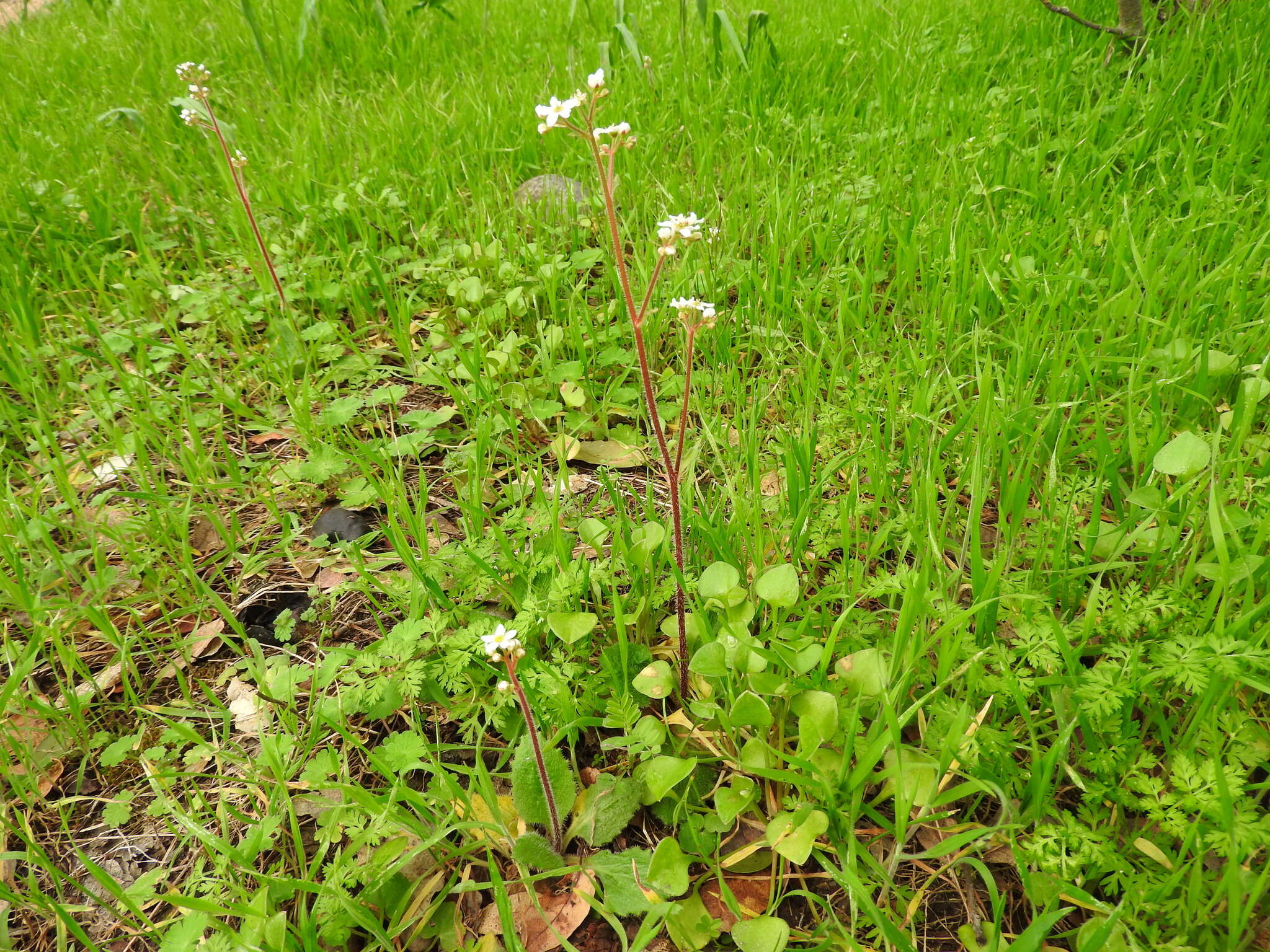 Image of California Pseudosaxifrage