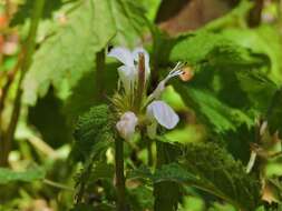 Слика од Lamium album subsp. crinitum (Montbret & Aucher ex Benth.) Mennema