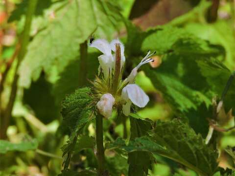 Lamium album subsp. crinitum (Montbret & Aucher ex Benth.) Mennema的圖片