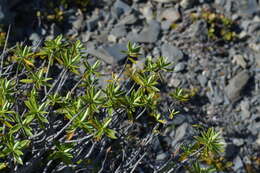 Sivun Veronica cryptomorpha (Bayly, Kellow, G. E. Harper & Garn.-Jones) Garn.-Jones kuva