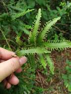 Image of maidenhair creeper