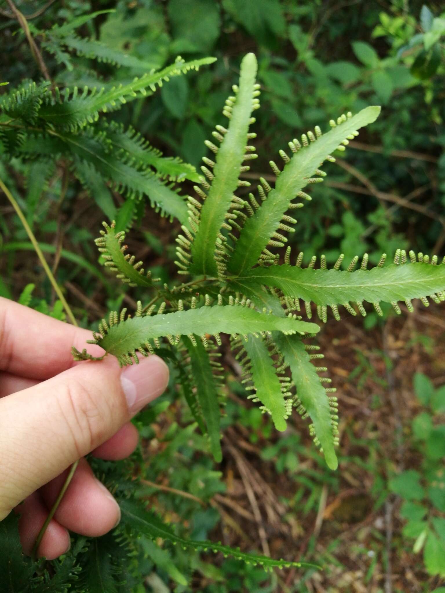 Lygodium flexuosum (L.) Sw. resmi