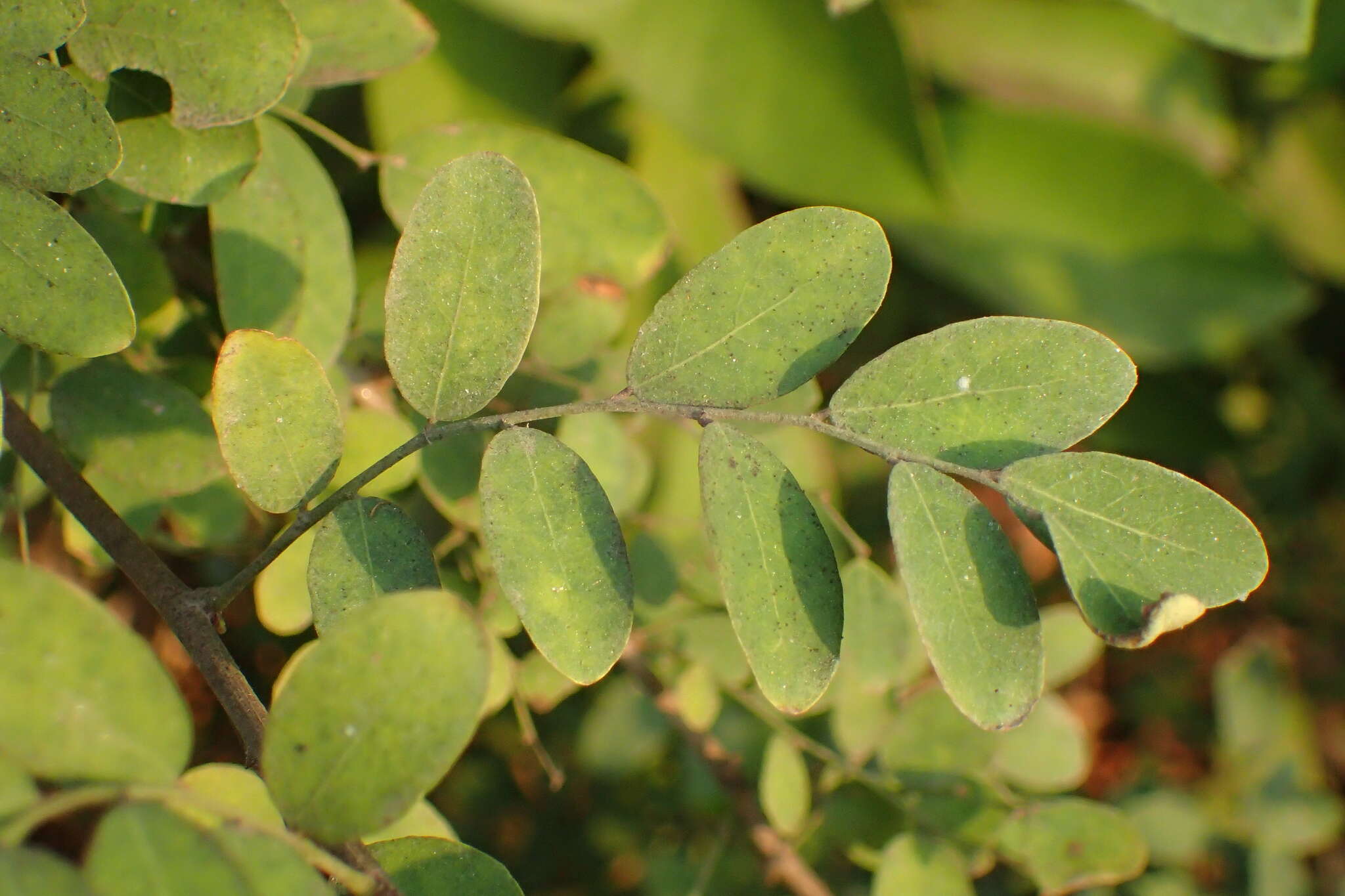 Image of Potato bush